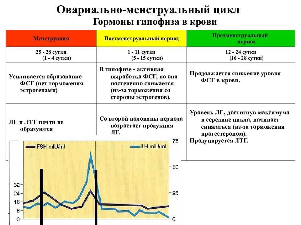 Фазы цикла и значение. Гормональные изменения у женщин по дням цикла. гормоны по фазам цикла график. менструальная фаза цикла характеризуется. действий половых гормонов по фазам менструального цикла..