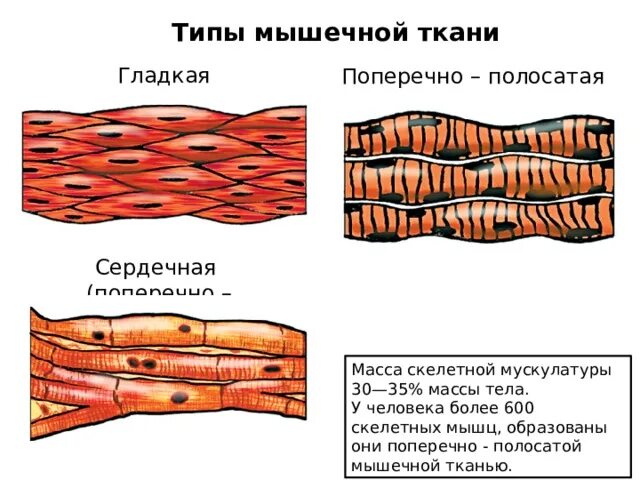 Мышечная система - Биология - Презентации - 8 класс