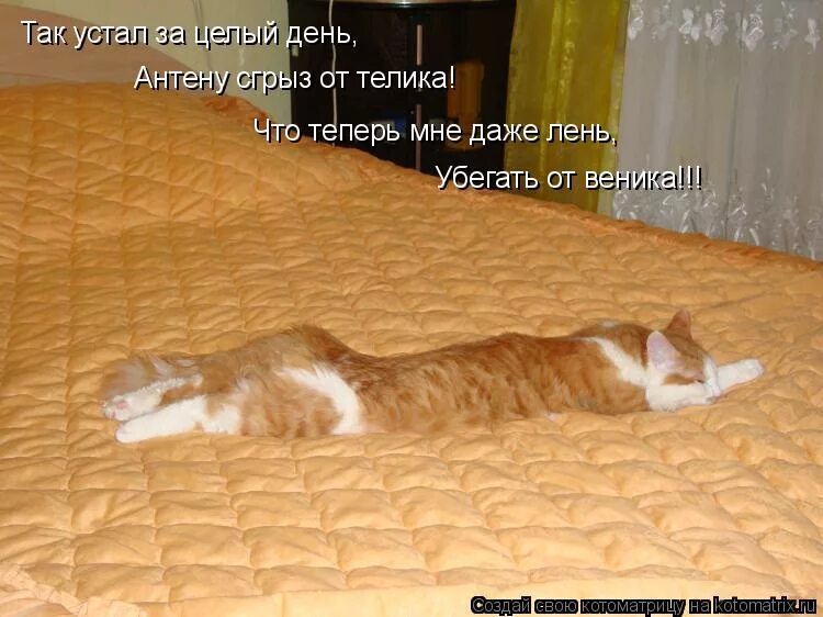 целый день работаю. пятница хочу домой. коты цитаты. картинки внуки уехали весёлые. енот в отпуске.