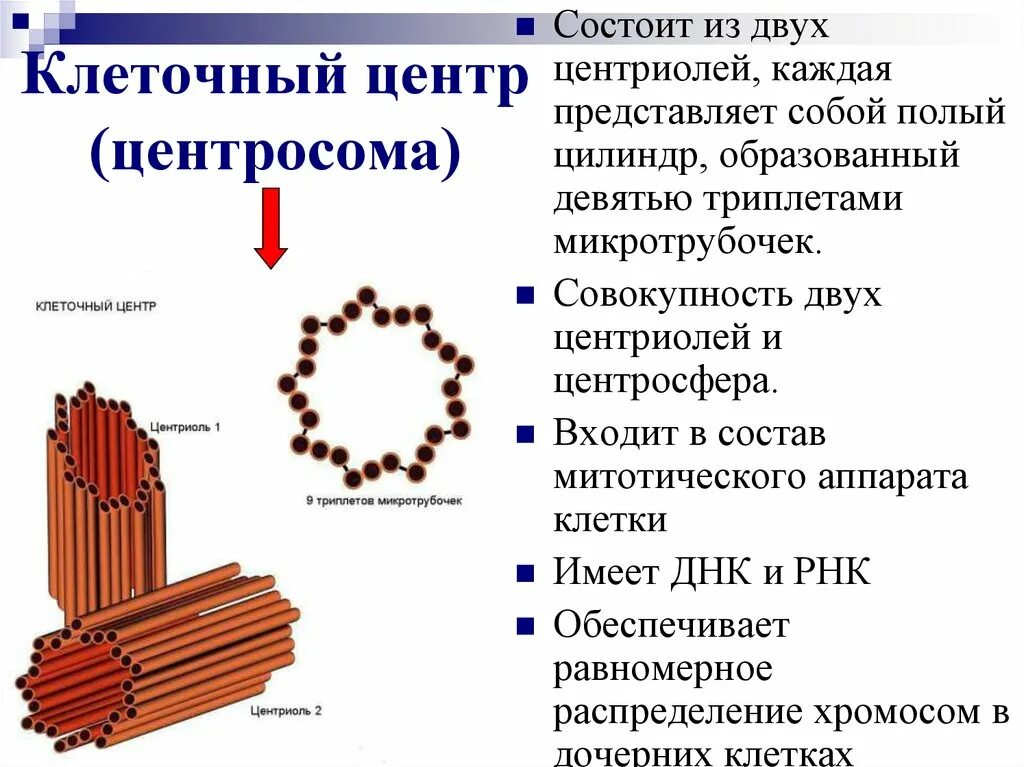 Функции центросомы. Клеточный центр центросома. Немембранные органоиды клеточный центр. Центриоли клеточного центра. Центросома строение и функции.