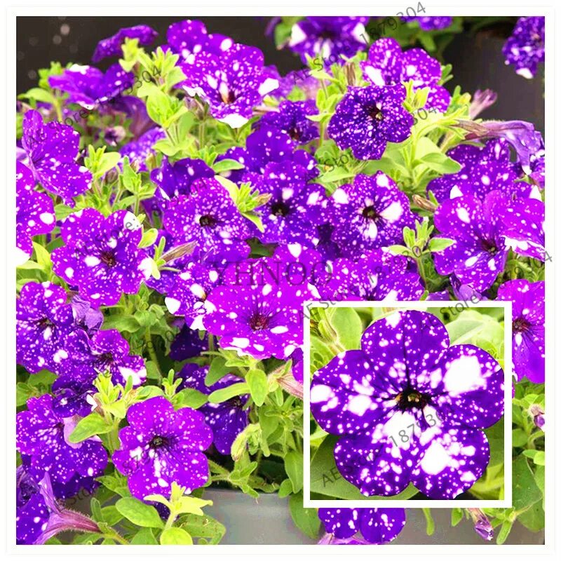 семена петунии звездное небо. петуния электрик пурпл скай. петуния nightsky. петуния найт скай. вегетативная петуния звездное небо.