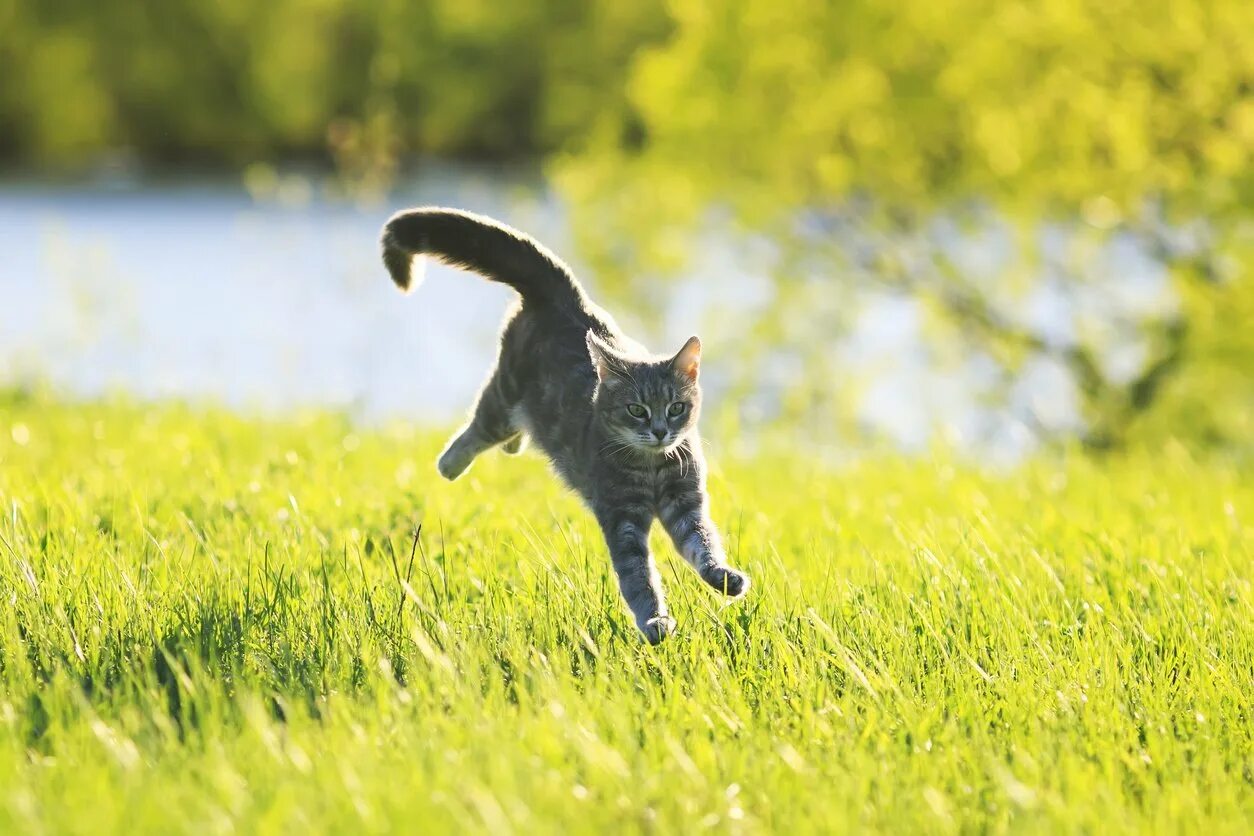 Кот бежит. Кошка бежит по траве. Коты бегут. Рыжий кот бежит.