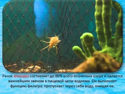 Название рачка который фильтрует воду в байкале