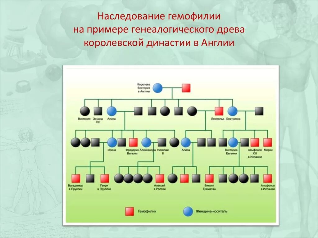 Древо семьи биология генетика. Родословная по цвету. Родословная по признаку цвета глаз. Составление родословной по цвету глаз. Родословная наследования цвета глаз.