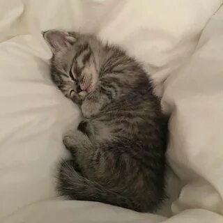 Картинки котиков милых спокойной ночи