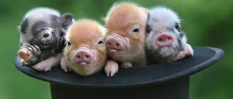 Cute pig