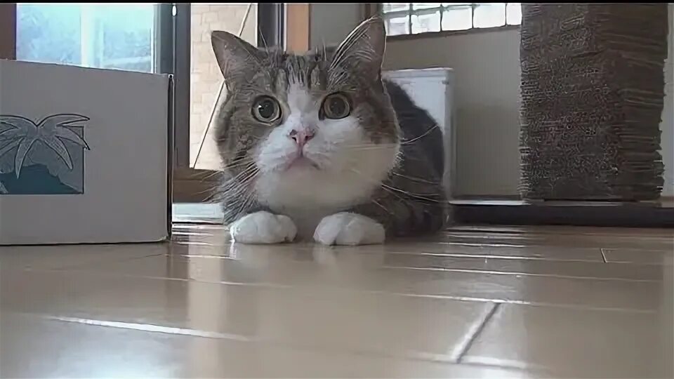 Can you turn cat into