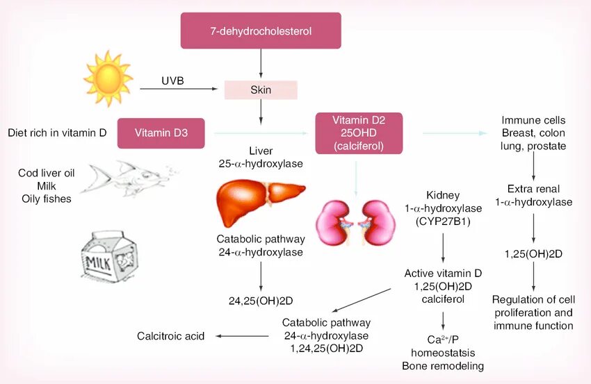 25 oh витамин d3. Метаболизм витамина д. 25-Oh витамин d. 1 25 Oh витамин д. Витамин д кости.