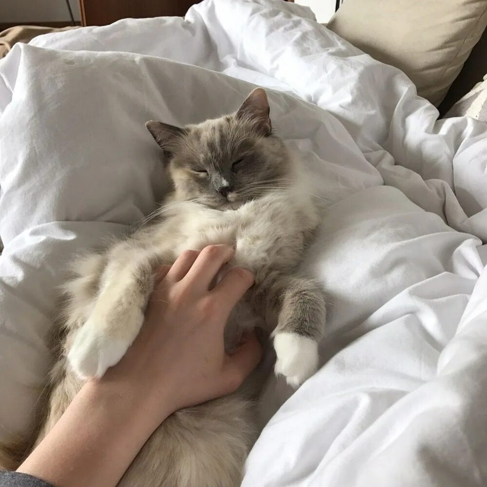 Котята эстетика. Трёхцветная кошка. Котята эстетика. Котики с одеждой. Смешные коты эстетика.