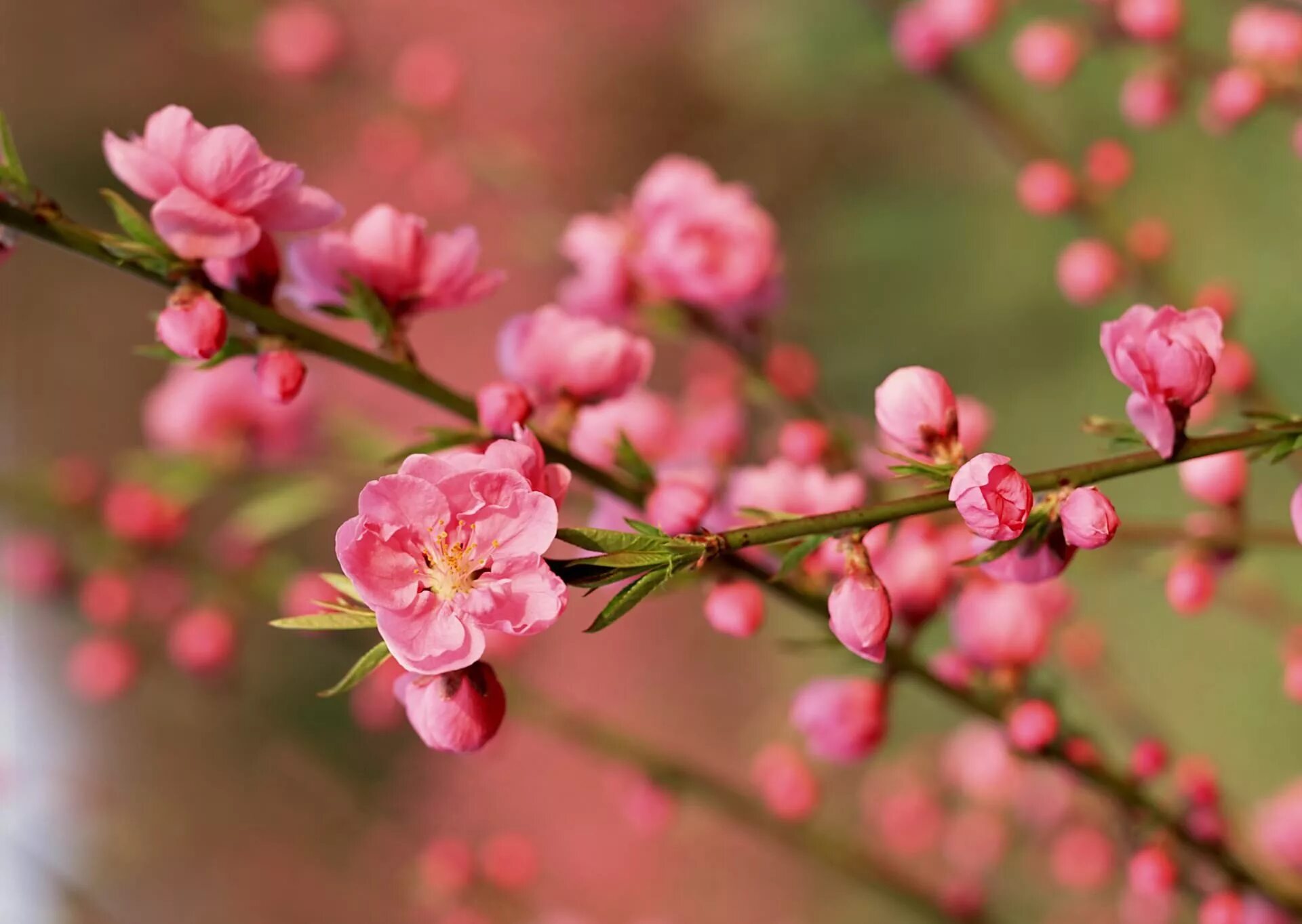 New blossom. Черри блоссом. Черри блоссом цветок. Сакура черри блоссом. Веточка Сакуры.