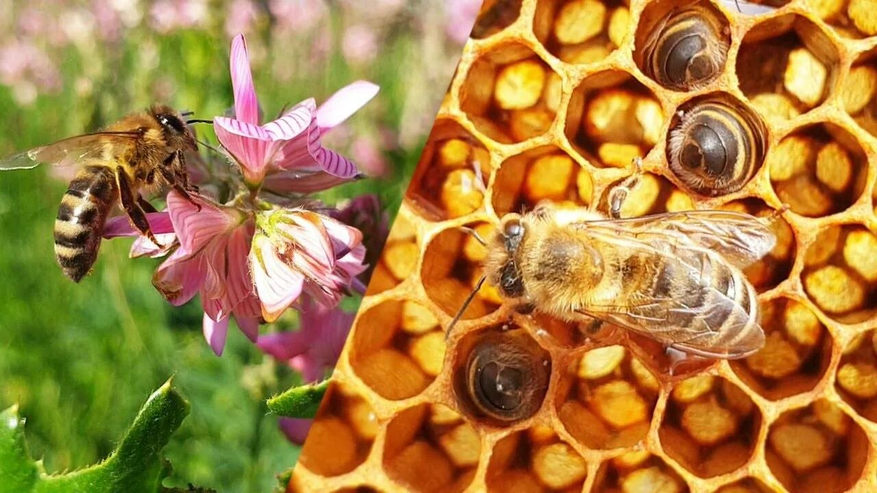 Температура улья пчел. Медоносные пчелы Рой. Пчелы и мед. Пчела на сотах. Пчелы пасека.