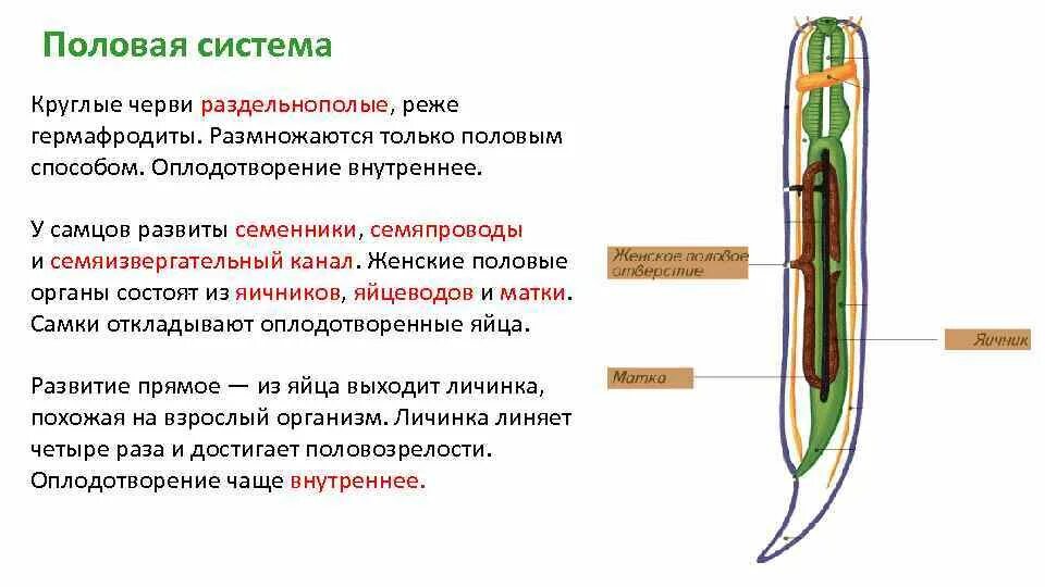 Черви покрыты кутикулой. Тип круглых червей половая система. Строение половой системы круглых червей. Половая система и размножение круглых червей. Половая система круглых червей схема.