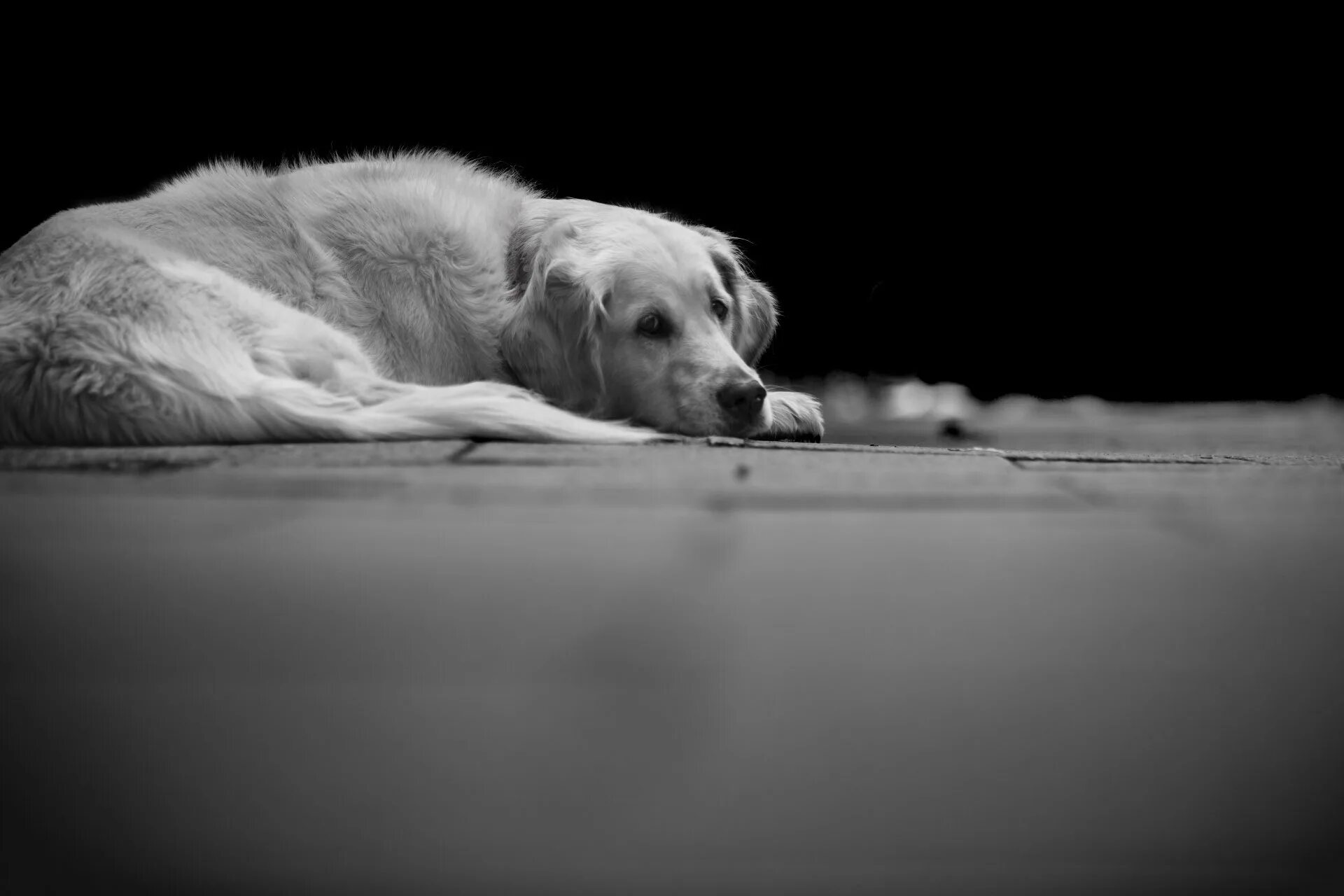 Белый жалко. Грустная собака. Собака лежит. Грустная собака лежит. Грустный щенок.