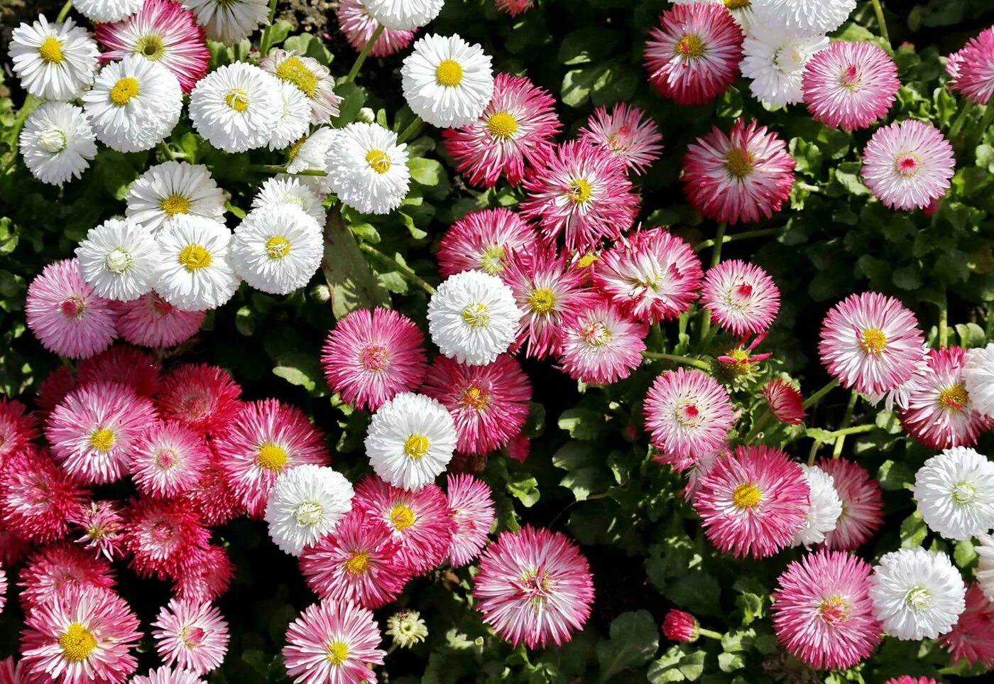 Маргаритка многолетняя Bellis perennis. Bellis perennis l. Маргаритка многолетняя. Bellis perennis (Беллис Переннис ) Маргаритка многолетняя. Маргаритка СУПЕРЭНОРМА микс.