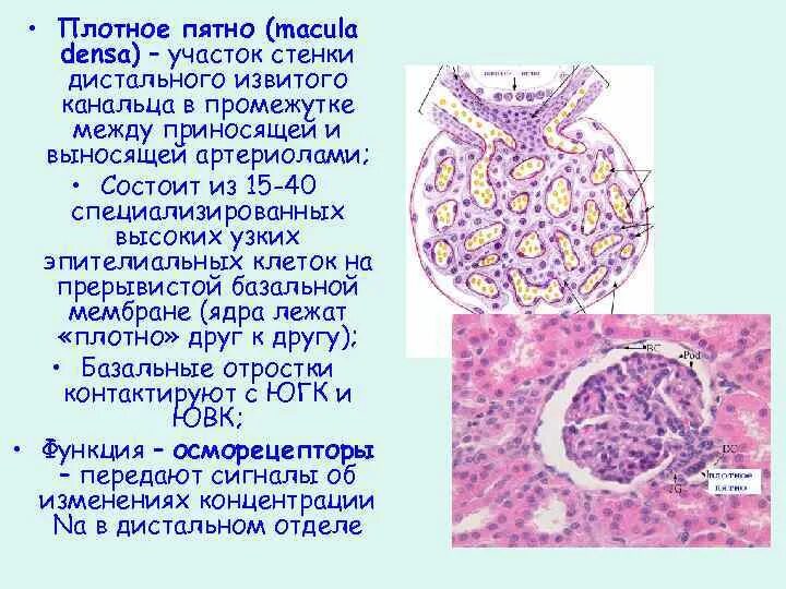 Клетки плотно. Плотное пятно. плотное пятно почки. клетки плотного пятна.