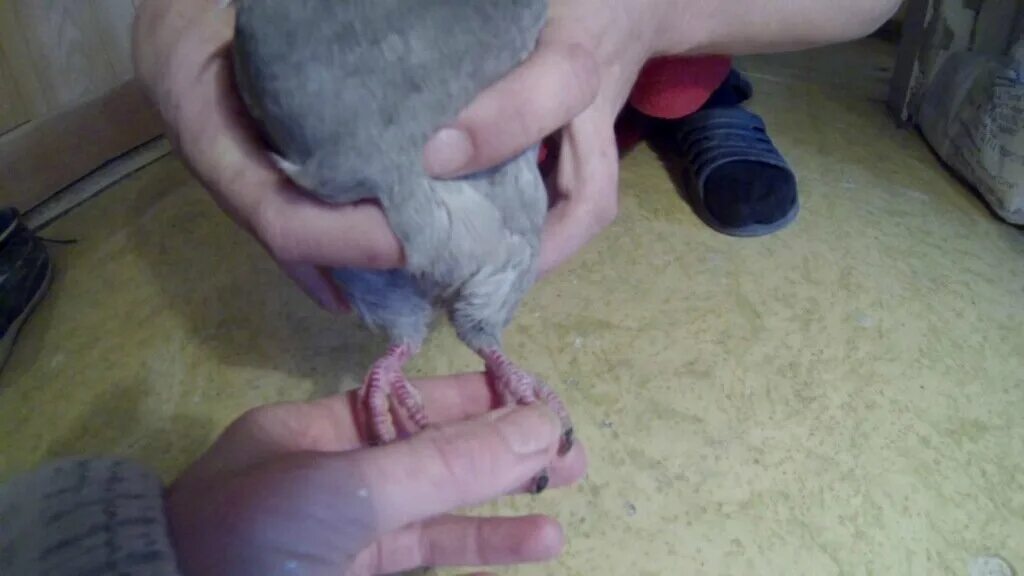 подобрал голубя что делать