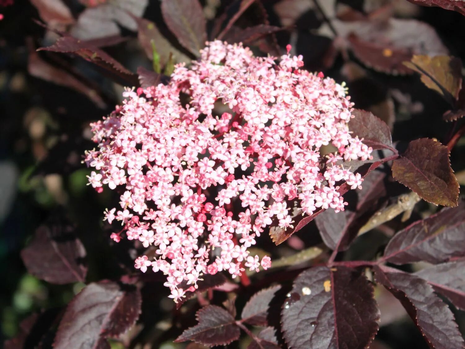 Бузина черная сорта. Бузина черная Тундерклоуд. Бузина черная (Sambucus nigra). Самбукус Нигра (Бузина черная)куст. Бузина черная (Sambucus nigra Thundercloud) p9.