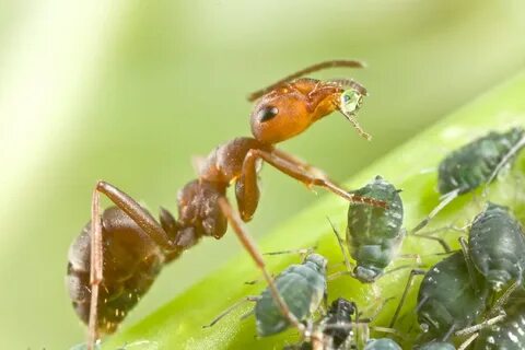 🐜 Муравьи и тля: тип взаимоотношений, их симбиоз или конкуренция, как муравей но