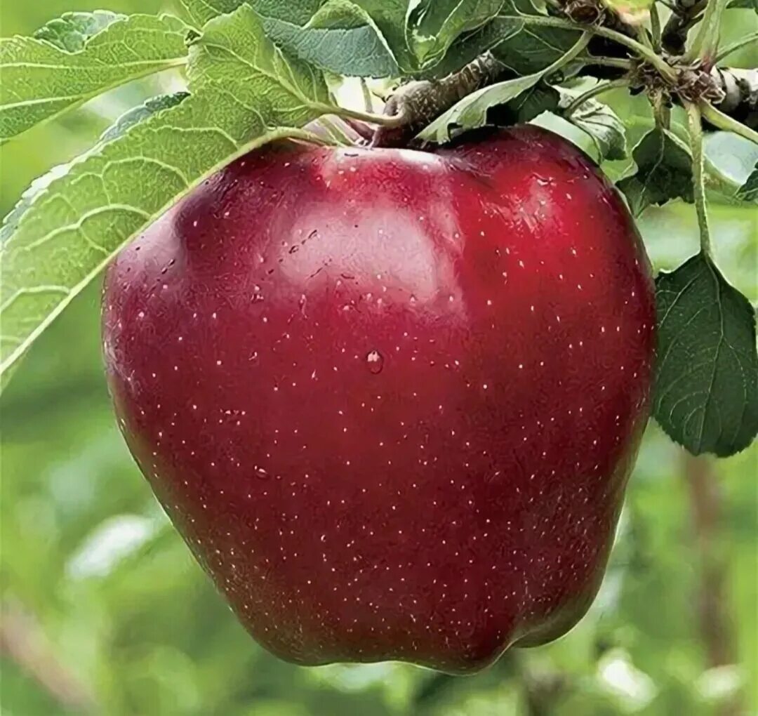 Фото яблони черный принц. Сорт ред Делишес. Сорт яблок ред Делишес. Ред Делишес сорта яблони. Сорт яблок Демирчян.