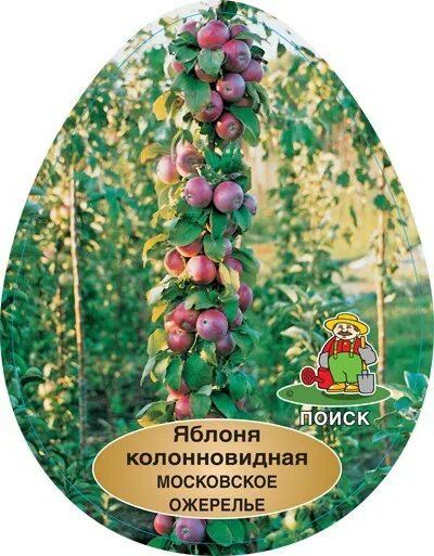 Яблоня московское ожерелье описание отзывы. Яблоня колонновидная московское. яблоня колонновидная московское ожерелье (х-2). яблоня колонновидная московское ожерелье описание. московское ожерелье яблоня колоновидная описание.