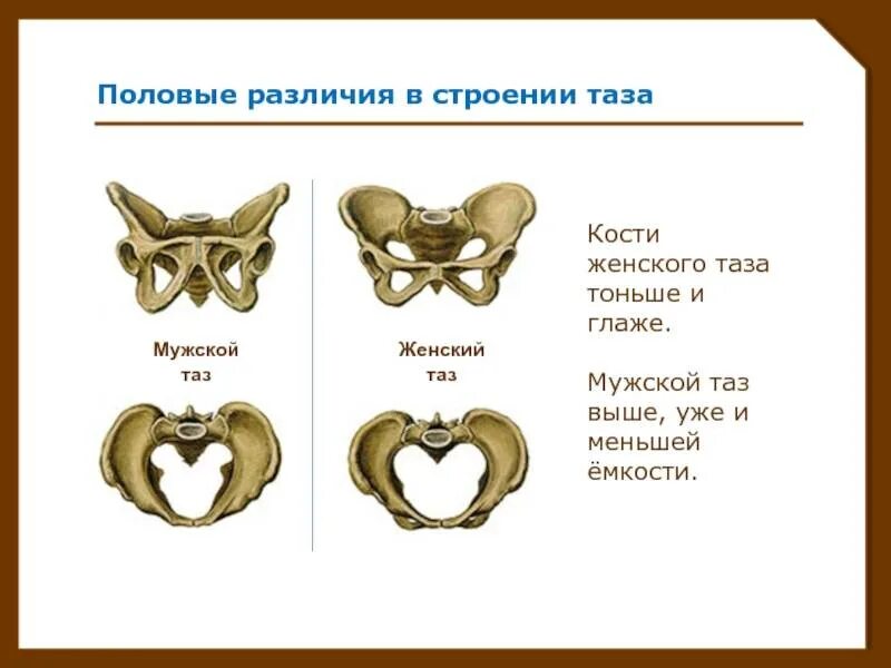 Отличие таза. Половые отличия таза размеры женского таза. Отличие женского таза от мужского таблица. Половые различия таза таблица. Отличие таза.