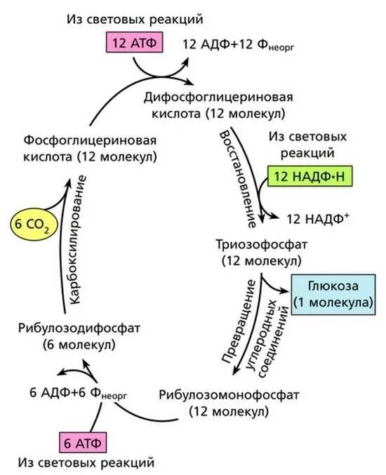 Цикл кальвина в фотосинтезе схема. Цикл кальвина и цикл кребса. Фазы цикла кальвина. Фазы цикла кальвина. Цикл кальвина и цикл кребса.