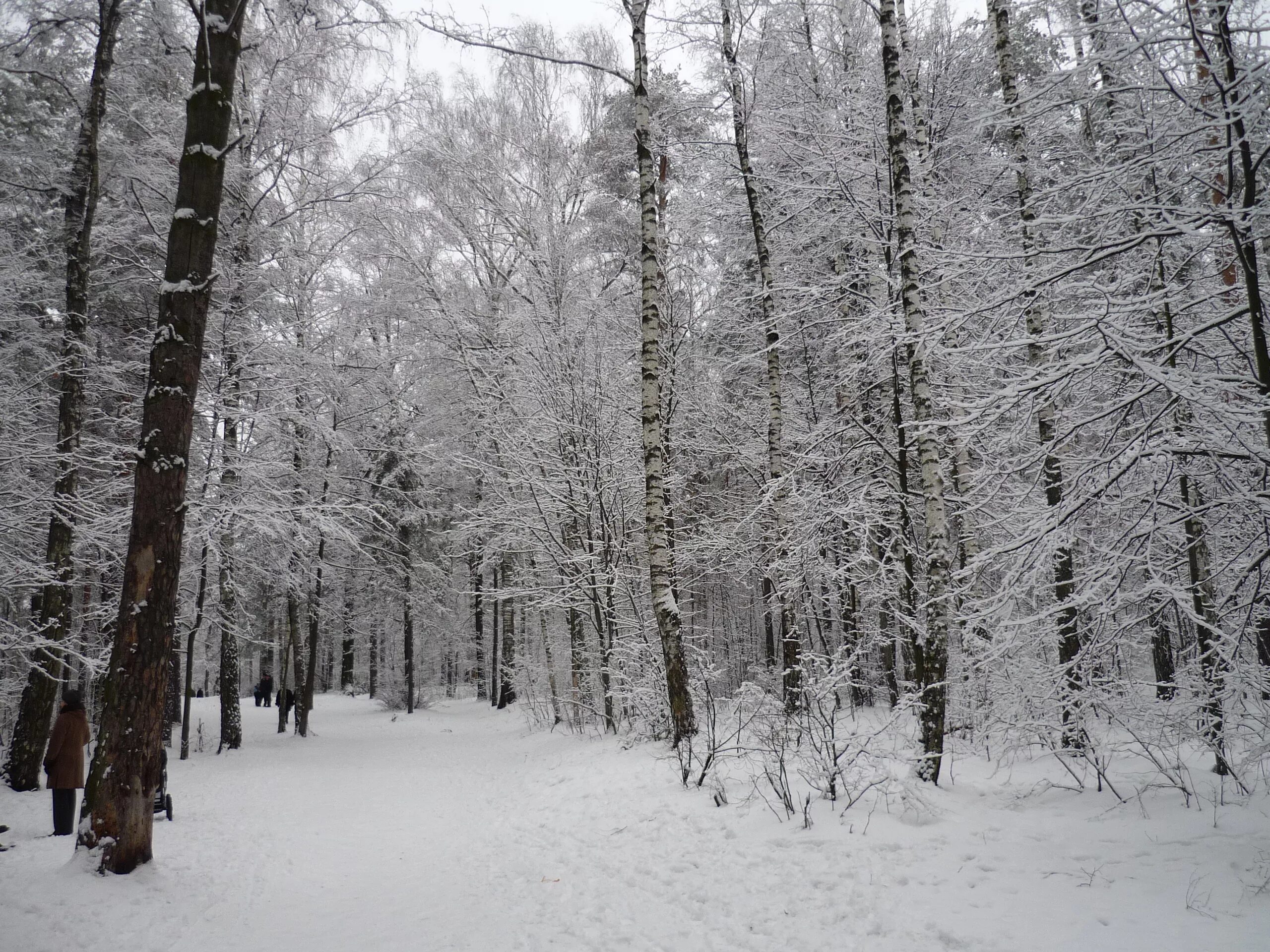теннисный корт лыткарино. томилинский лесопарк лыжная трасса. лесопарк лыткарино официальный сайт. утопленники в лыткаринском карьере. лыткаринский лес.