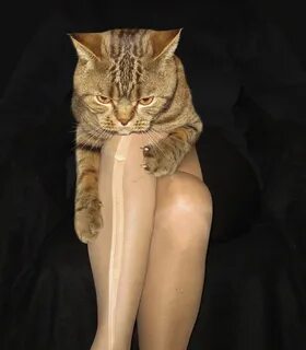 Коты между ног
