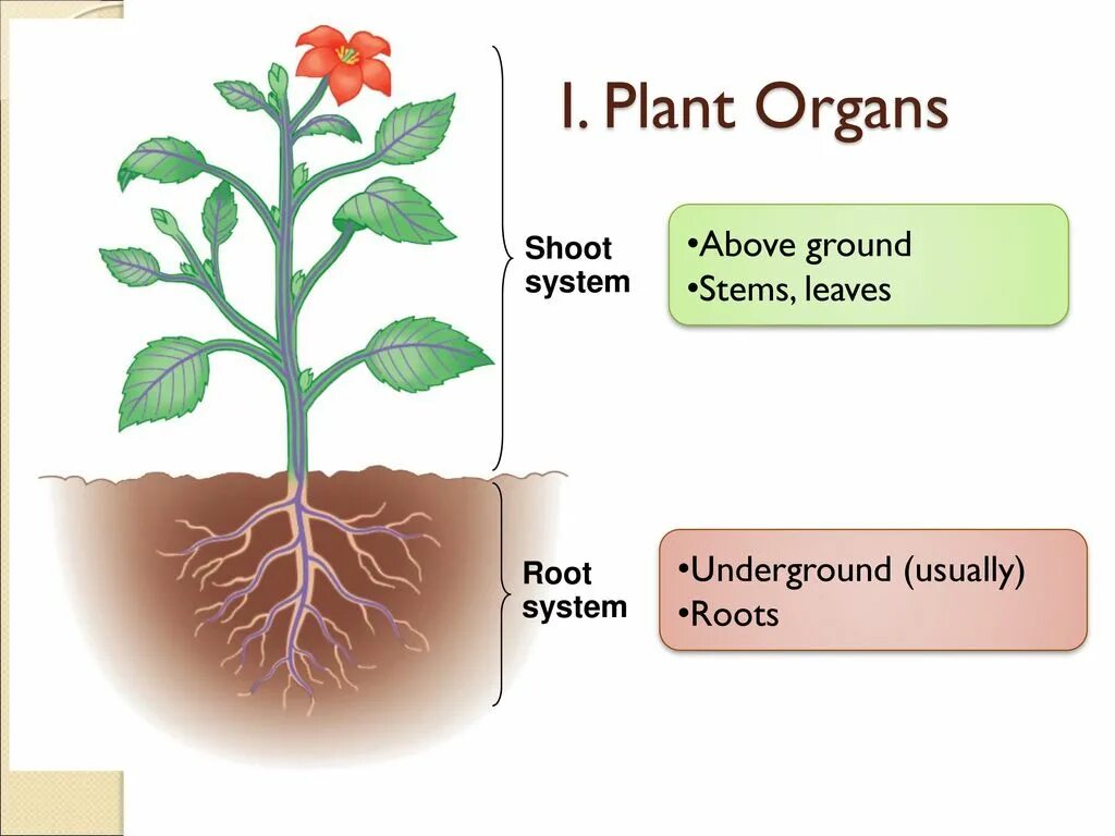 Above root. Plant system organ. shoot system. plant root system. roots and shoots.
