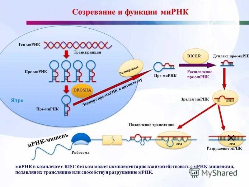 Малые интерферирующие рнк. Структура малых интерферирующих рнк. Микрорнк и малые интерферирующие рнк. Малые интерферирующие рнк. Малые интерферирующие рнк.