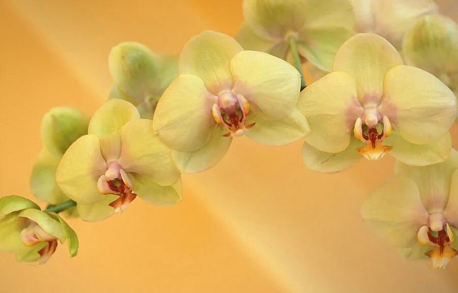 Орхидеи желто розовые. Жёлтая Орхидея фаленопсис. Фаленопсис Еллоу спот. Лимонная Орхидея фаленопсис. Фаленопсис Аполлон жёлтый.