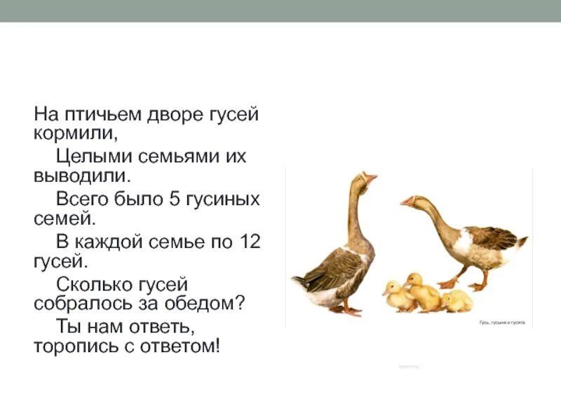 У хозяйки 8 уток гусей. У хозяйки 8 уток гусей