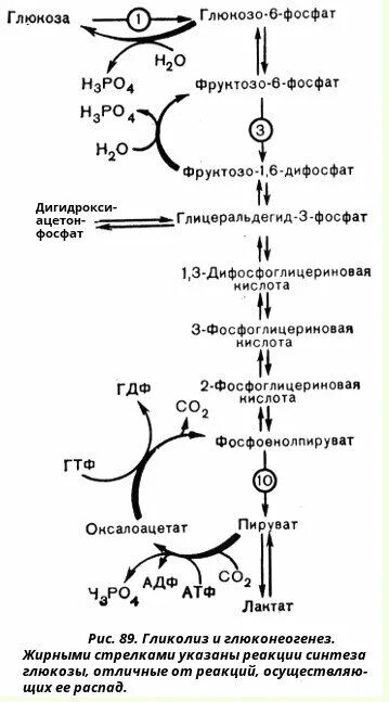 Синтез Глюкозы из глицерола реакции. Схема синтеза Глюкозы из глицерола. Синтез Глюкозы из глицерола биохимия. Схема синтеза Глюкозы из аминокислот. Образования глюкозы в печени