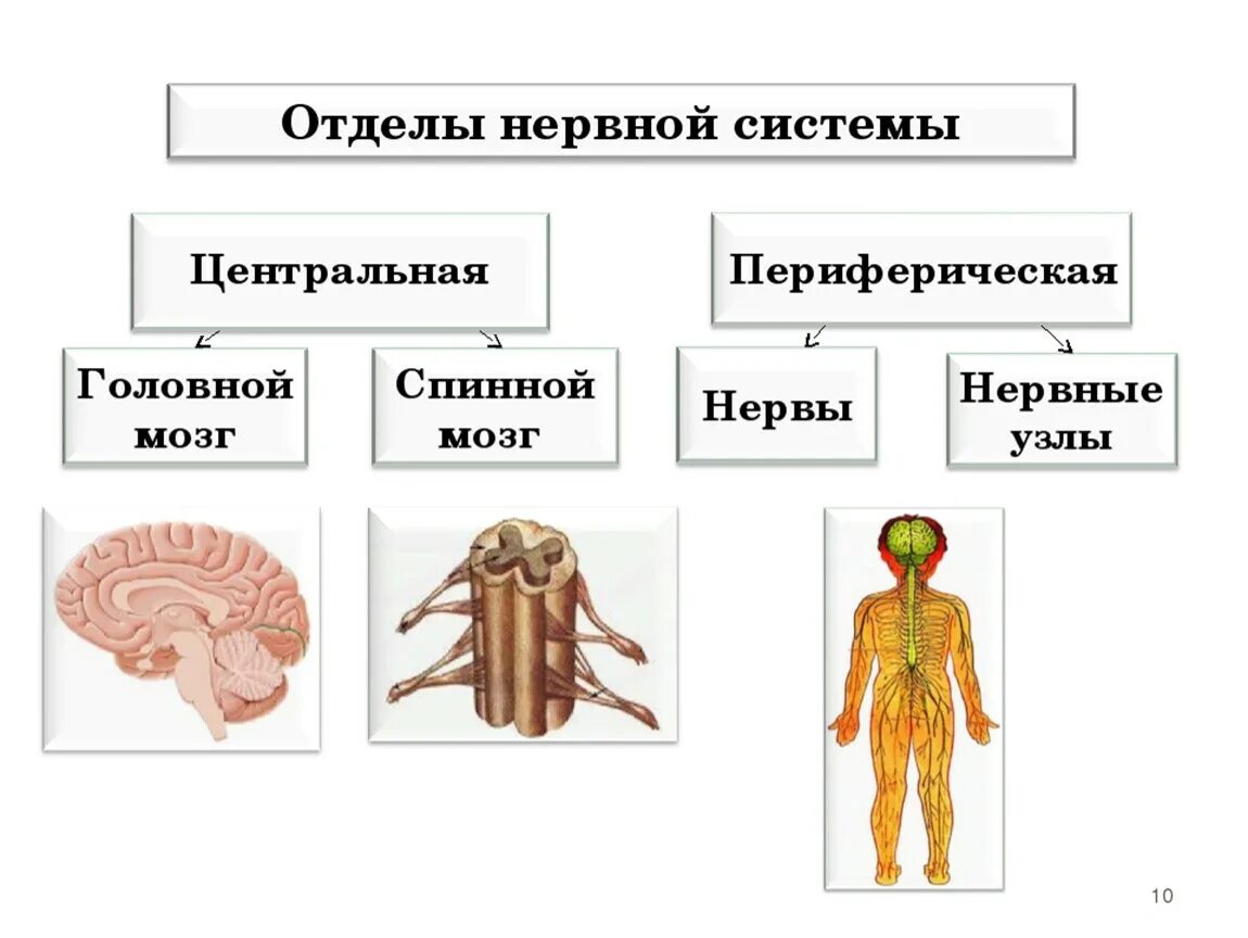 Подразделения нервной системы. Отделы нервной системы человека схема. Нервная система человека строение Центральная и периферическая. Нервная система человека Центральная и периферическая таблица. Центральный и периферический отделы нервной системы функции.