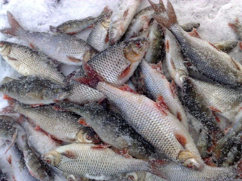 Зимняя рыбалка. Зимняя рыбалка рыба. Зимний улов рыбы. Улов рыбы в Карелии. Улов зимой