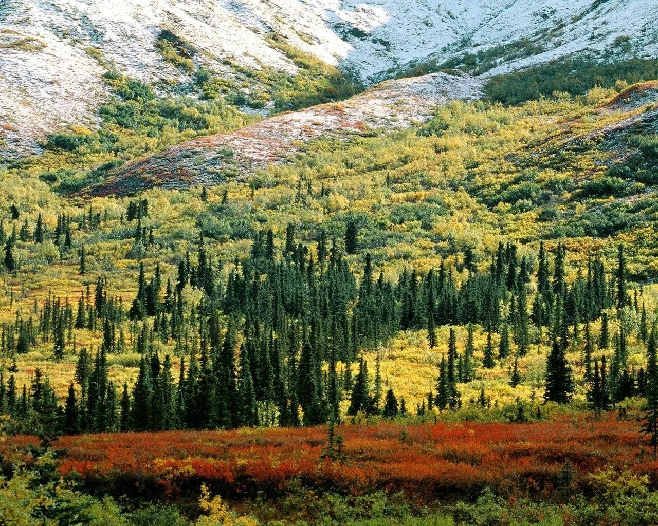 Природные зоны северной америки лесостепи. Лесотундра Тайга смешанные леса.