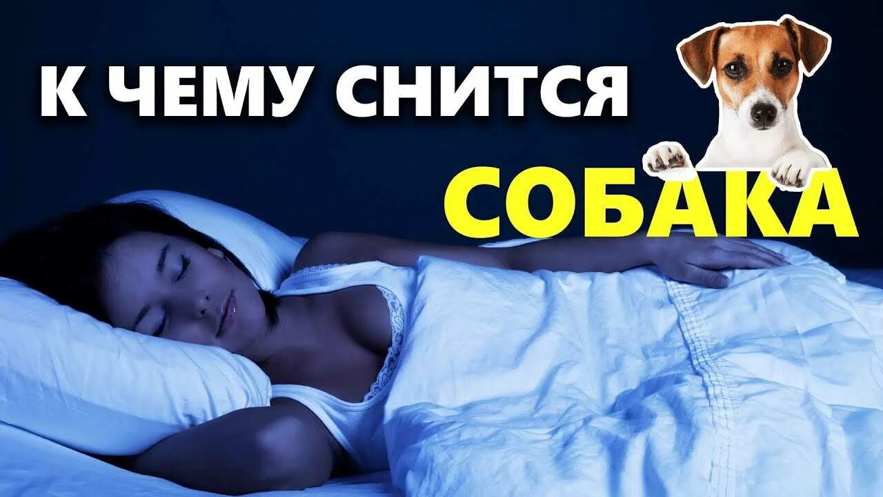 К чему снится собака. К чему снится собака во сне. Собаки видят сны. Сонник во сне увидеть собаки. Сонник приснилась собака.