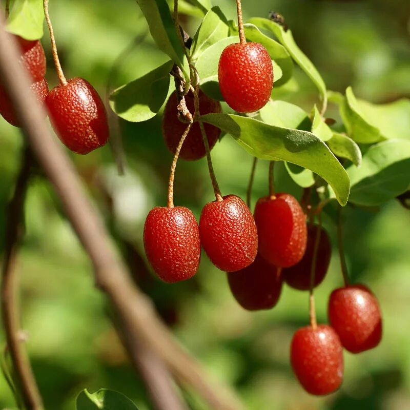 Гуми (лох многоцветковый) - elaeagnus multiflora. Гуми монерон. Растения гуми фото. Гуми "монерон" (лох многоцветковый). Растения гуми фото.