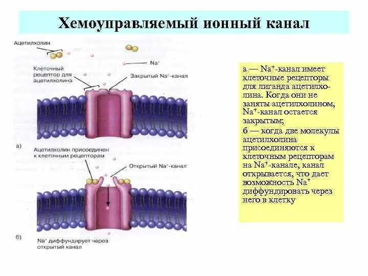 Классификация ионных каналов: найдено 59 изображений