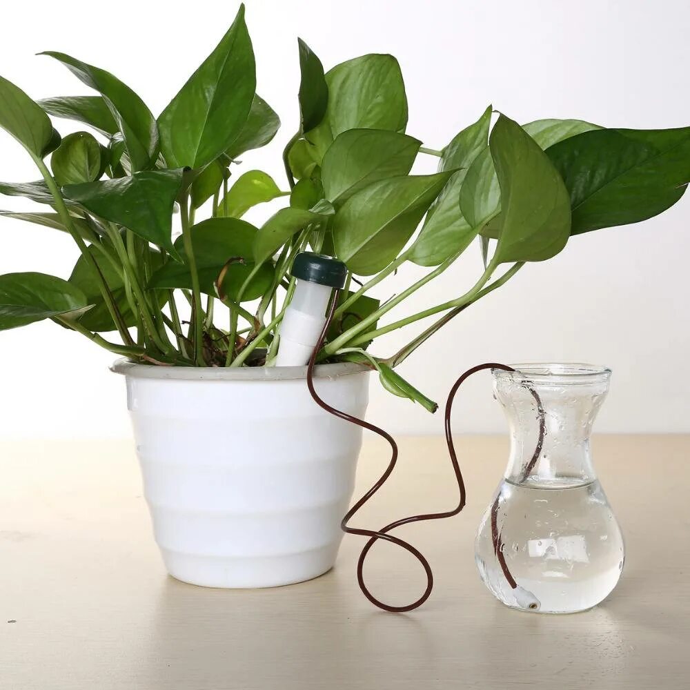 Способы поливки комнатных растений. Система автополива для комнатных растений. Комнатные растения без полива. Автополив цветов на 2 недели. Способы поливки комнатных растений.