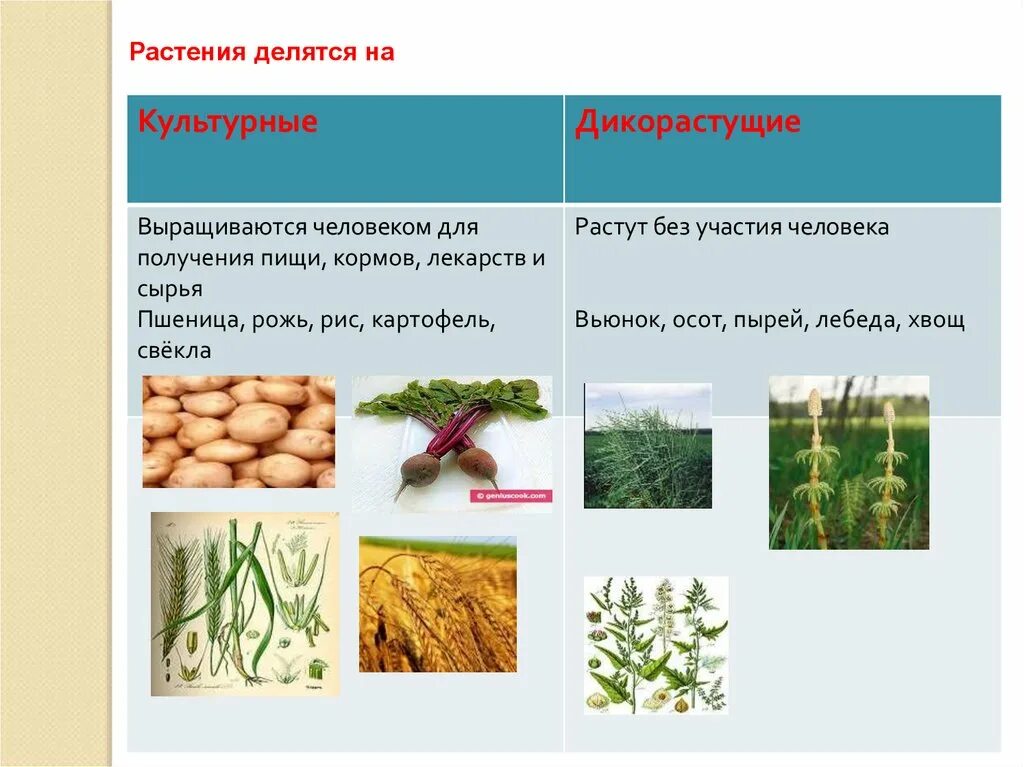 Назовите растительные корма. Дикорастущие и культурные растения. Культурные растения культурные растения. Виды растений культурные и дикорастущие. Культурные и дикорастущие культурные растения.