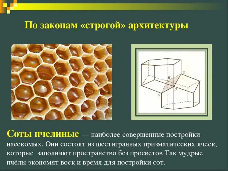 На рисунке изображены соты состоящие из. Соты пчелиные. геометрия пчелиных сот. соты строение. соты пчел строение.