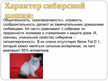 Характер кота