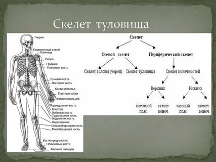 1 отделы скелета туловища