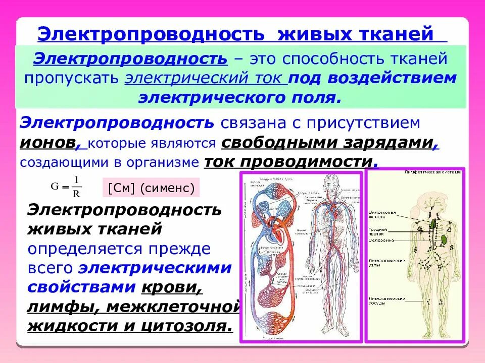 Электропроводность биологических тканей. Электрические свойства тканей. Электропроводность биологических тканей и жидкостей. Какие ткани хорошо проводят электрический ток.