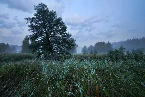 Перед рассветом на поляну ложится