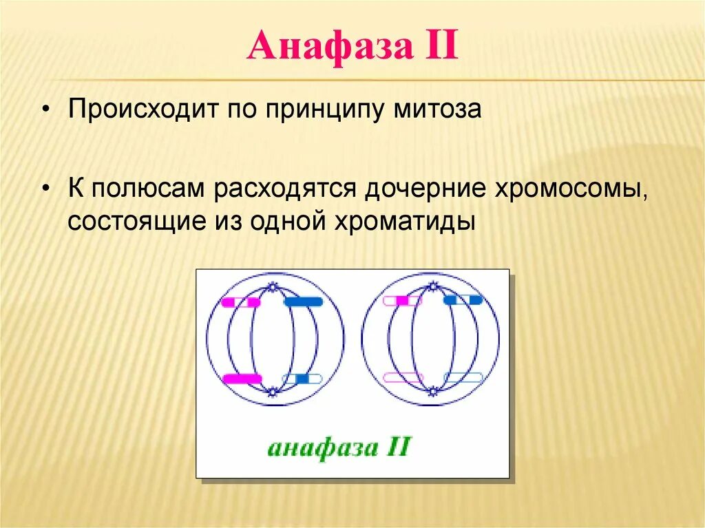 Мейоз анафаза 2 набор хромосом. Анафаза мейоза 2. Анафаза дочерние хромосомы. Анафаза 2 набор хромосом. Анафаза 2 мейоза набор хромосом.