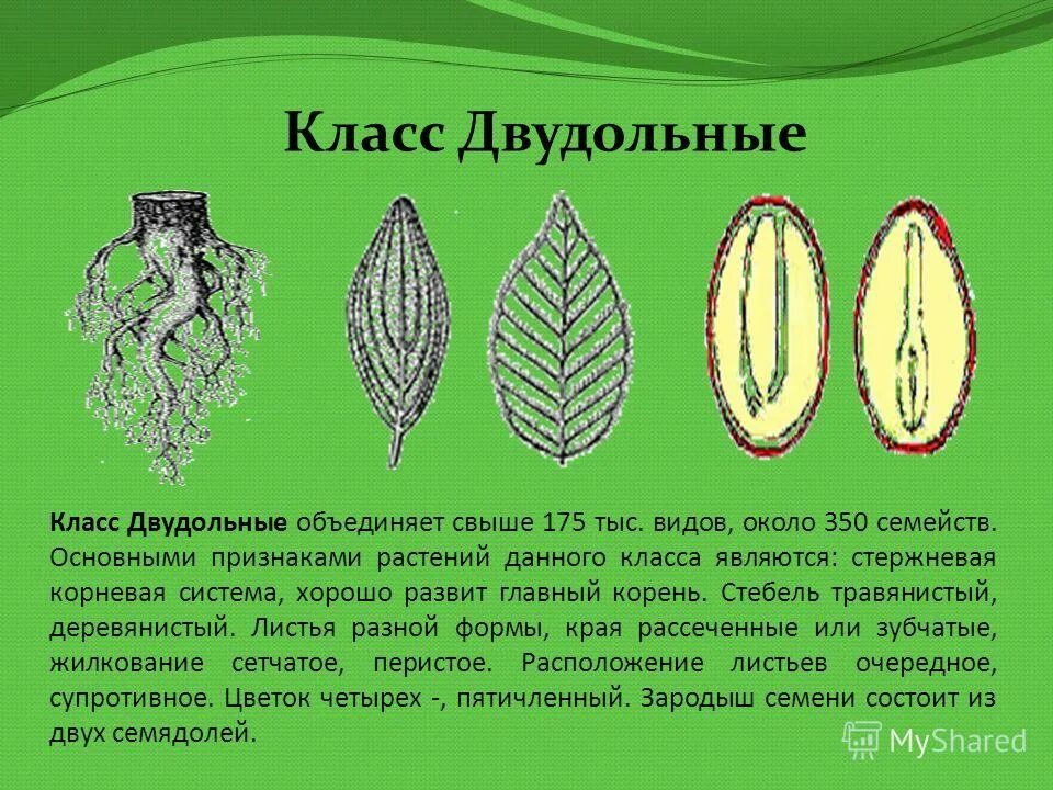 Растения класса двудольные примеры Урок 6: Систематика растений