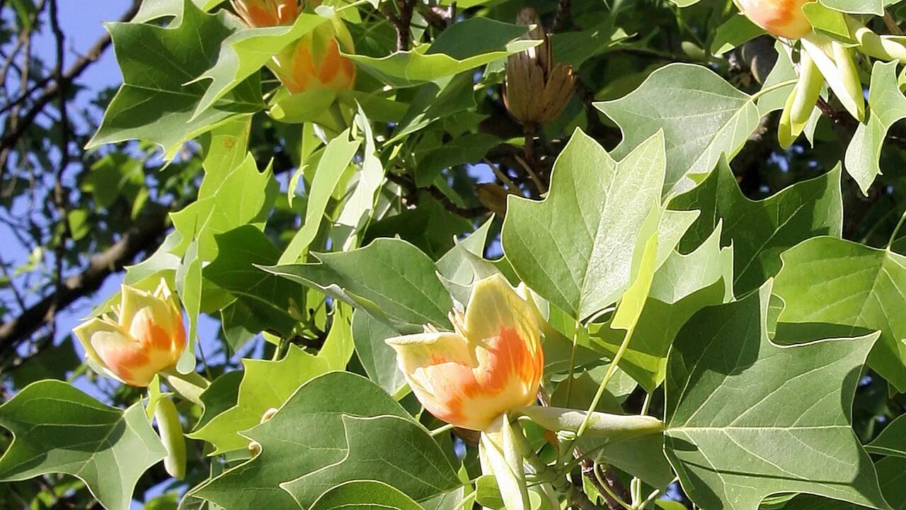 Tulip tree