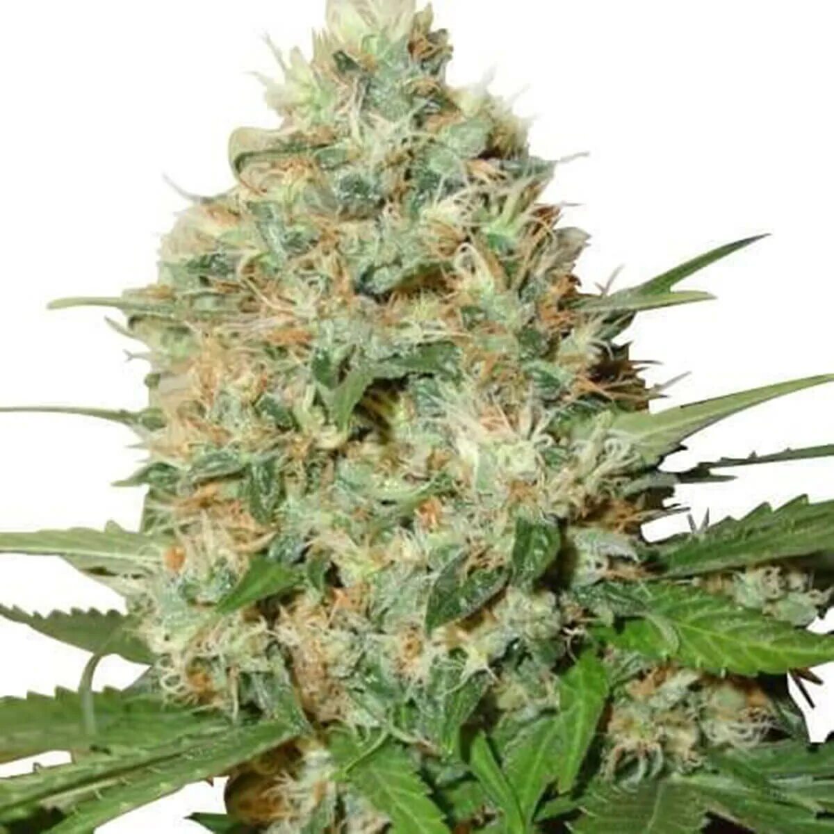 Candy Kush auto fem. Kandy Kush strain. Diesel Kush сорт. Bioseeds отзывы